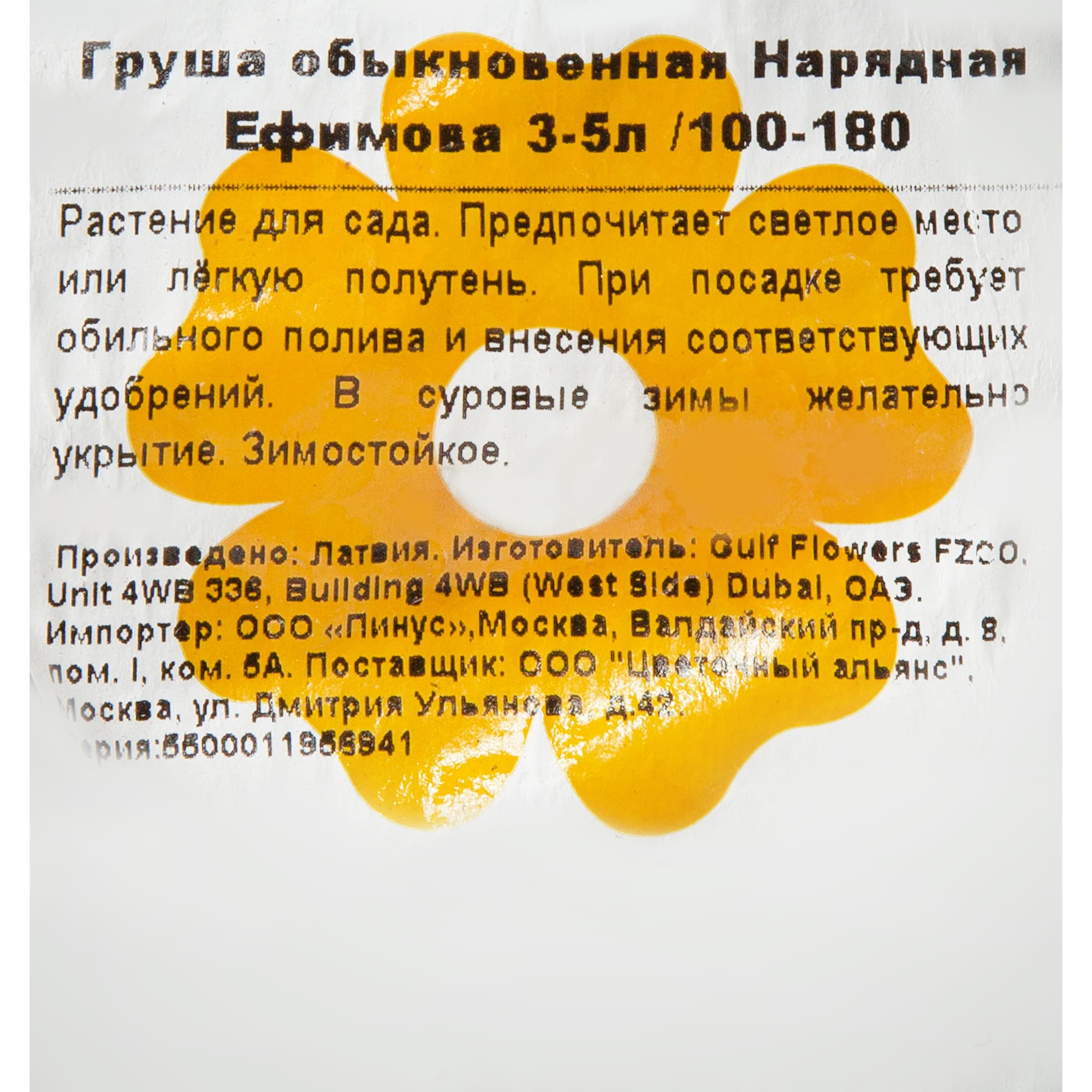 82176295 Груша обык «Нарядная Ефимова» 3-5 л 100 см Santreyd  - Вид №1