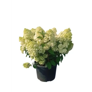 Гортензия метельчатая Диамантино ø38 h60 - 70 см