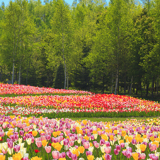 D1-093 Фотообои DIVINO Collection D 2.7х2 м D1093