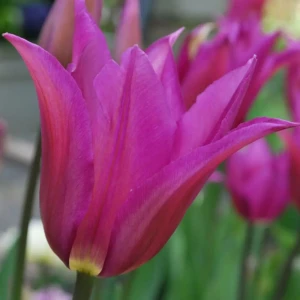 Тюльпан Purple Dream GEOLIA 11/12 10/9 18658986 STLM-2081603