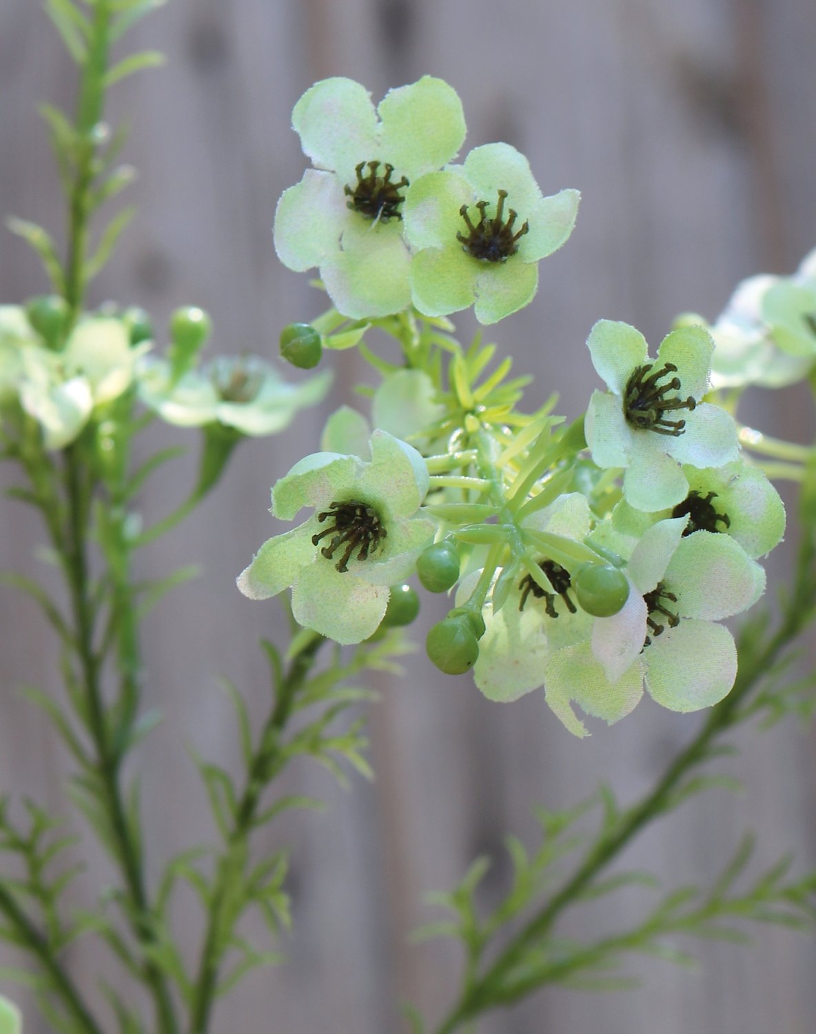 2021 788 a3 Растение из искусственного воска, 65 см, бежево-зеленое H-andreas  - Вид №2