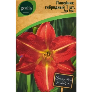 Лилейник Geolia гибридный Ред Рам 86408708 STLM-2102700