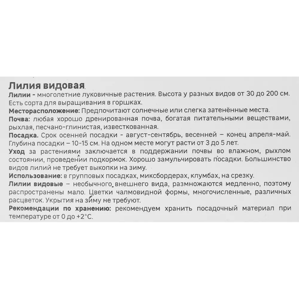 Лилия Geolia видовая Прекрасная Рубрум STLM-2096302 - Вид №3