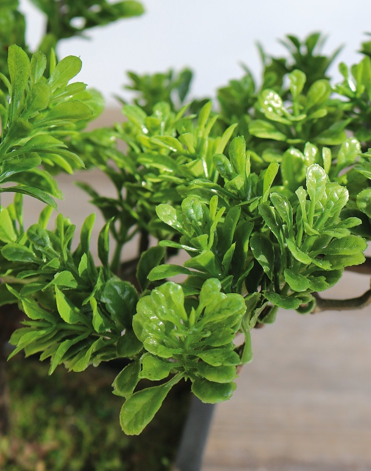 5921 883 a3 Имитация самшита бонсай, горшечная, 30 см, зеленая H-andreas 