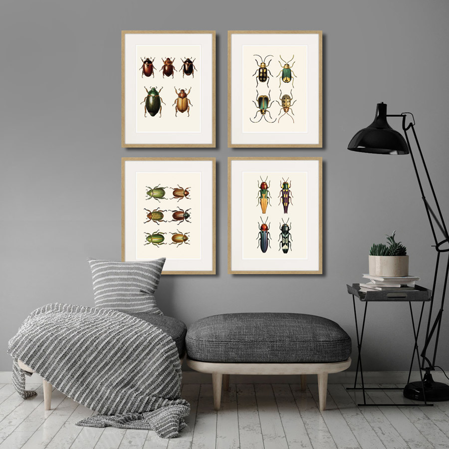 Картина в раме 52х42 см Assorted Beetles №11, 1735г. КАРТИНЫ В КВАРТИРУ  264416 Бежевый;коричневый  - Вид №2