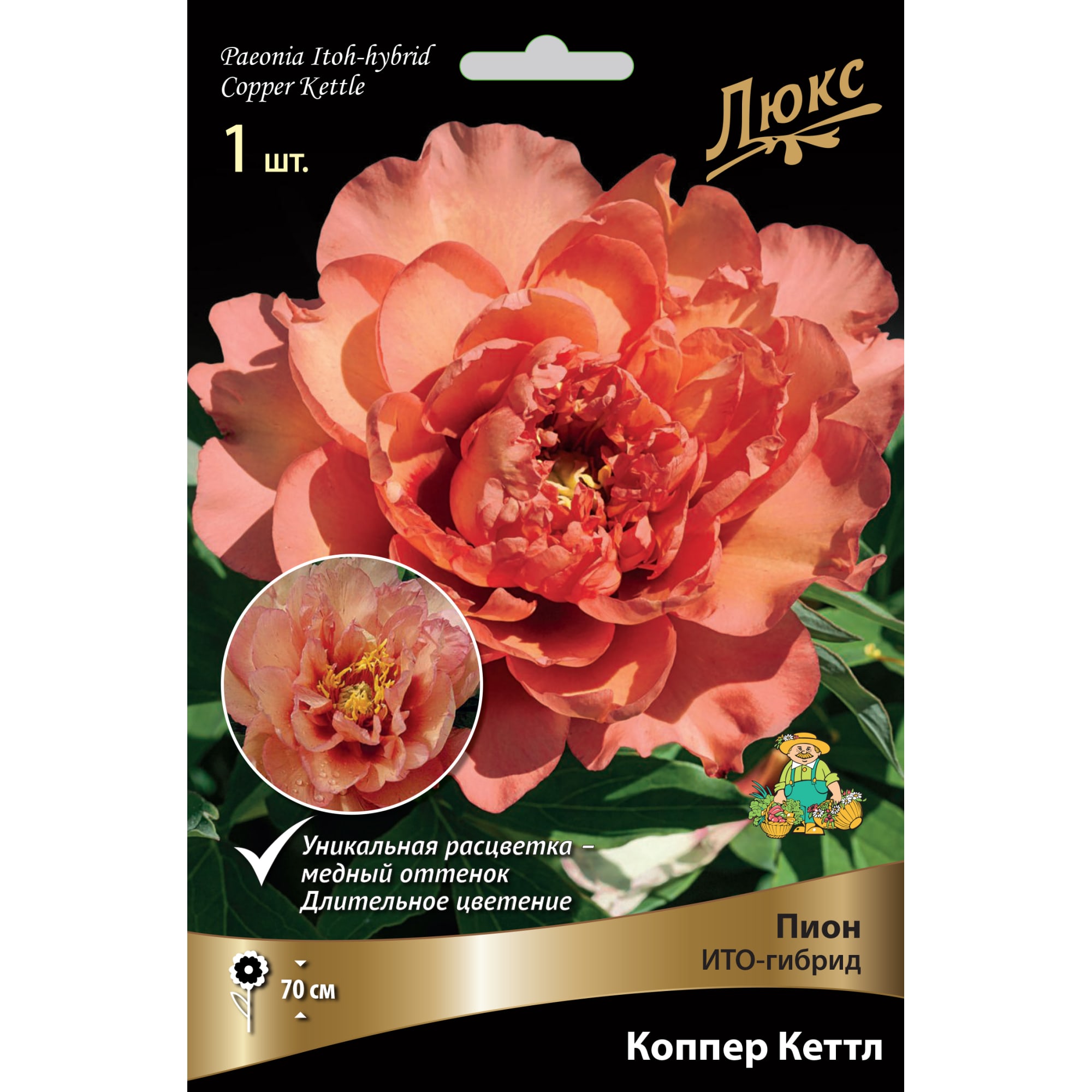 82661869 Пион ито-гибрид «Коппер Кеттл» разбор 2-3 Santreyd 