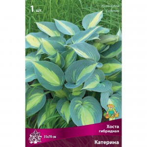 83598049 Хоста гибридная Катерина луковица I