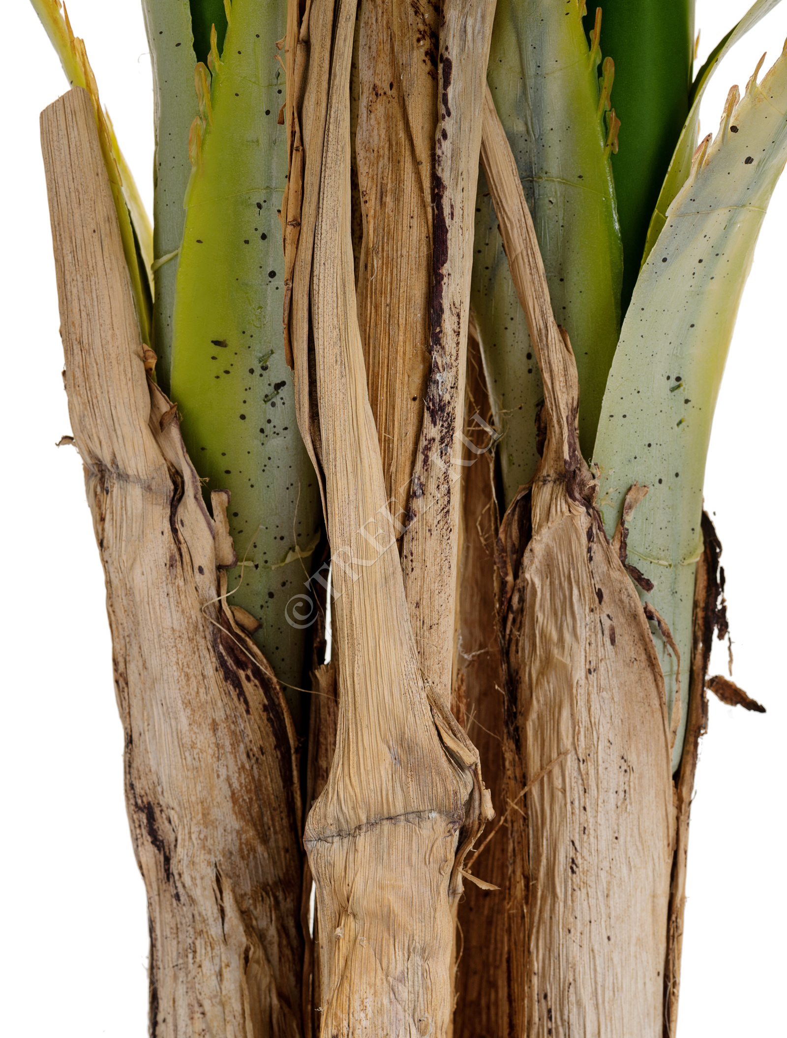 10.071923N Пальма Арека Катеху де Люкс Цветочная коллекция  - Вид №2