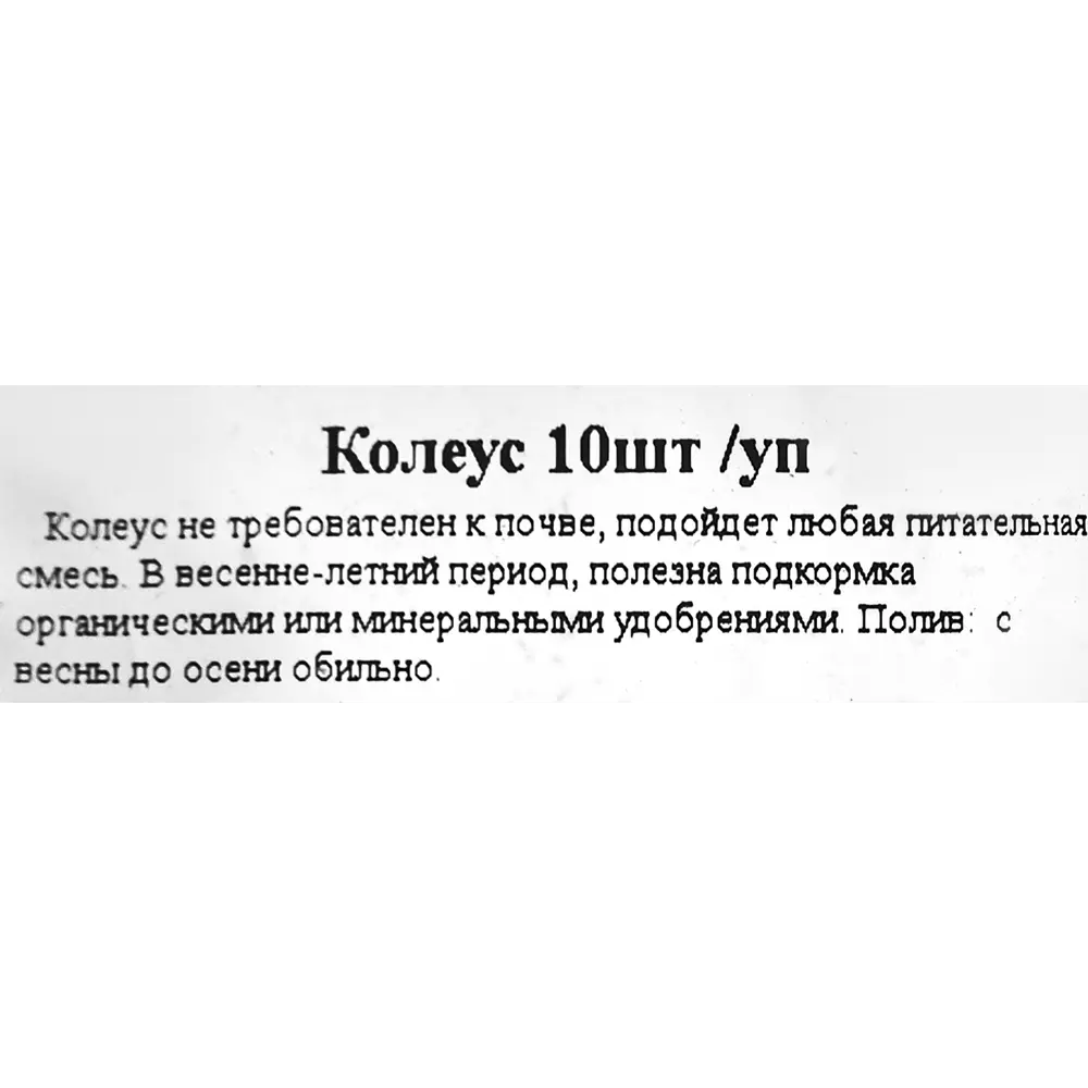 Рассада Колеус h20 см, 10 шт. 83248323 STLM-2207802 Santreyd  - Вид №1
