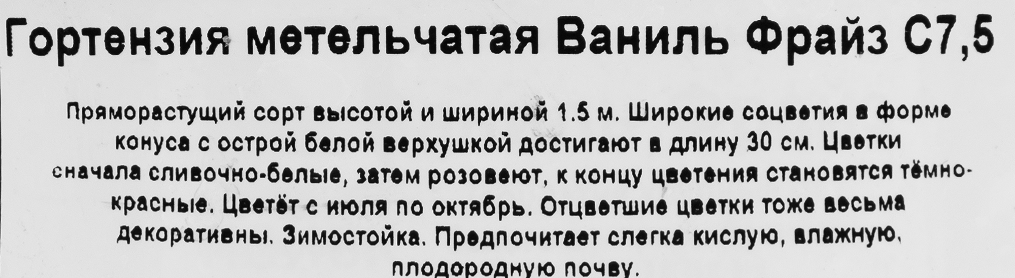 Гортензия метельчатая Ваниль Фрайз от Santreyd - саженец с двухцветными соцветиями 82360391 STLM-0025389 - Вид №1