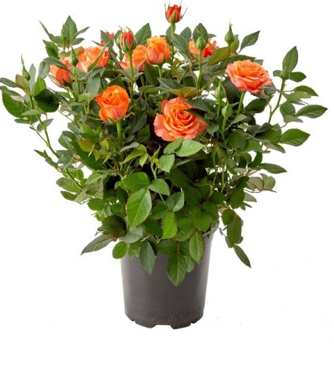 Роза Спрей Santreyd - саженец с красными цветами для сада и срезки 85324120 STLM-0061377