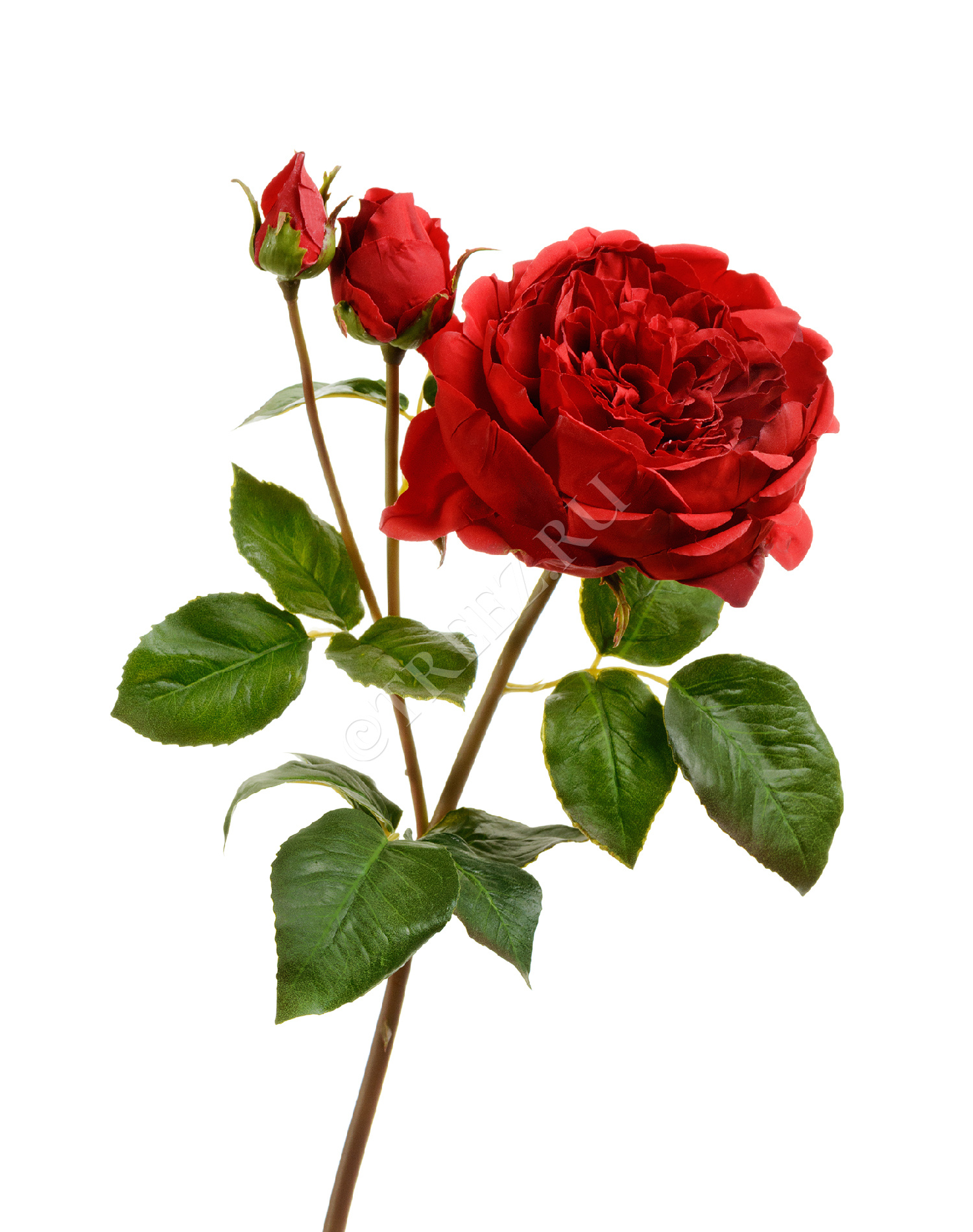 30.11170019SR Роза Дэвид Остин Роял ветвь алая Цветочная коллекция 