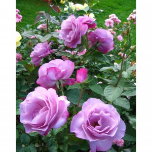 82601791 Роза чайно-гибридная «Муди Блюз» 23x40 см