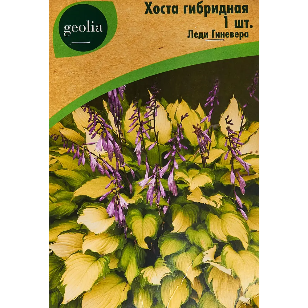Хоста Geolia гибридная Леди Гиневера STLM-2119959