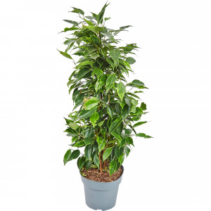 83060625 Фикус Бенжамина Роялти микс 17x70 см