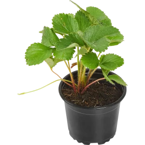 Ранняя земляника микс - саженцы для сада и теплицы 83248466