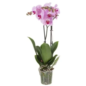 Фаленопсис фиолетовый микс 2 ствола 12x60 см 82619827 STLM-2000195