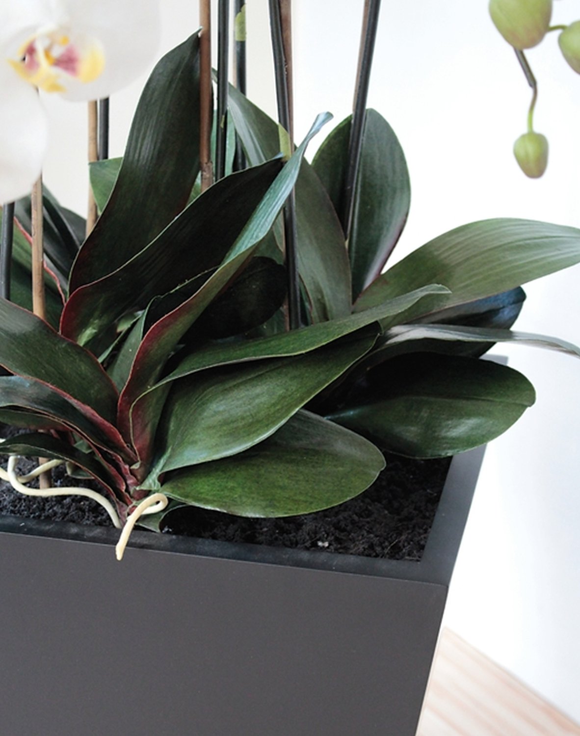 2840 778 a3 Пластиковая орхидея Phalaenopsis, 6-кратная, горшечная, 155 см, real touch, бежево-белая H-andreas  - Вид №7