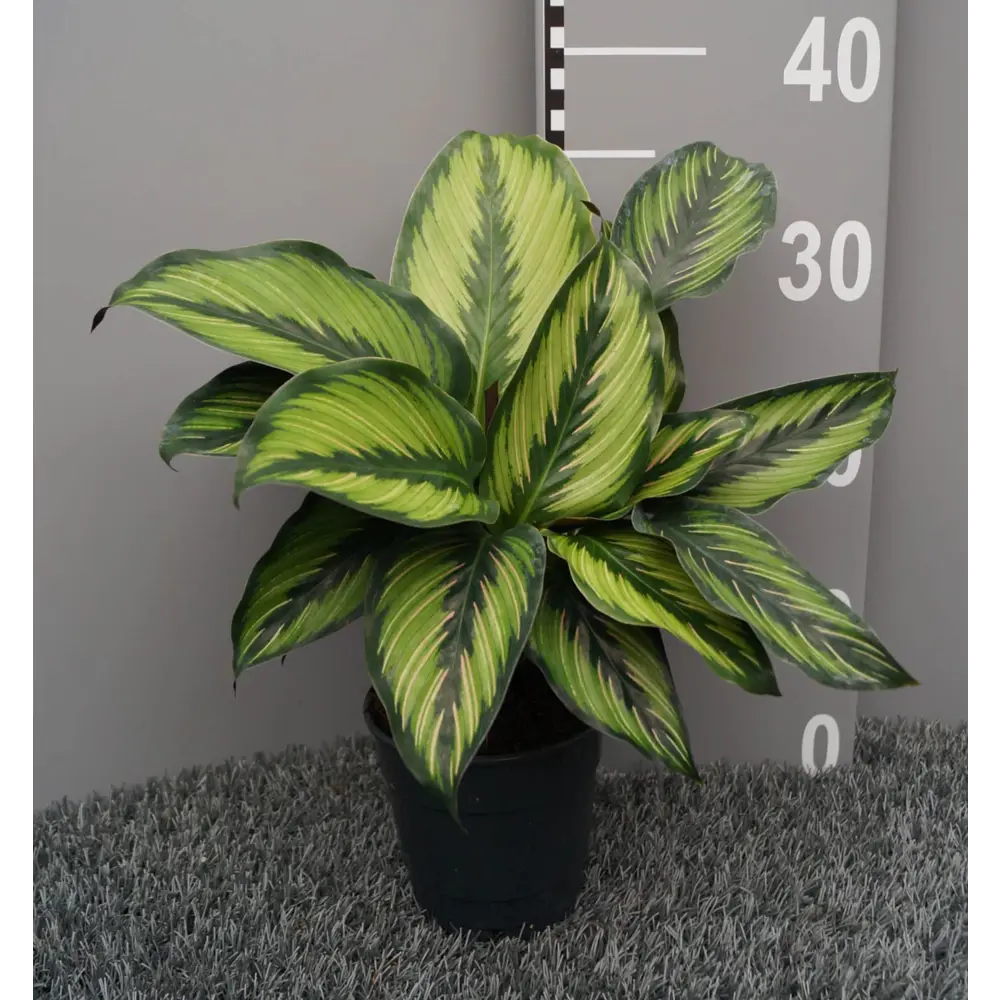 Калатея Santreyd ø12 h35 см - живое украшение интерьера 89400403 STLM-1473025