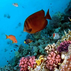 WP02279 Фотообои Verol Фотообои decoline 1х1 м