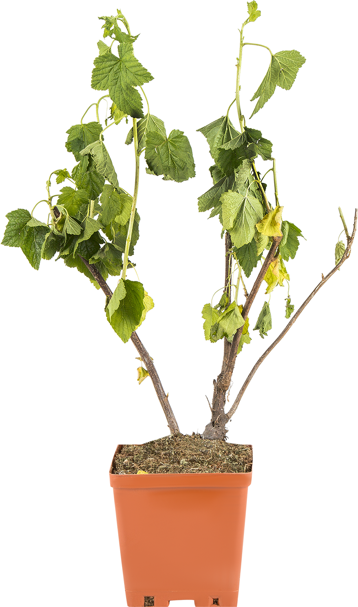 Саженец смородины чёрной «Селеченская» h40 см 81954945 Santreyd STLM-0015232