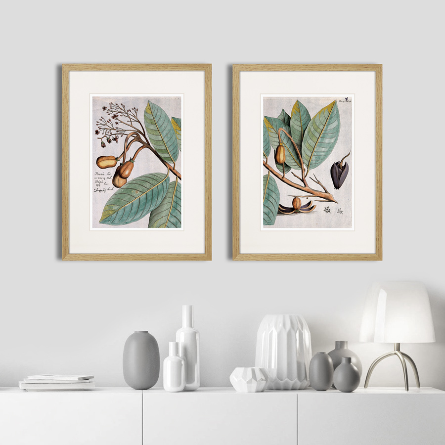 Картина в раме 32х42 см Exotic plants of the world №5, 1815 (II) КАРТИНЫ В КВАРТИРУ  264348 Бежевый;коричневый;разноцветный  - Вид №2