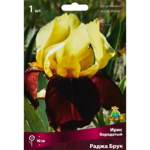Ирис бородатый Раджа Брук,