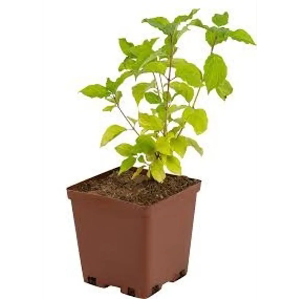 Дерен кроваво-красный ø19 h40 см 89465427 STLM-2119344 PLANTMARKET  - Вид №1