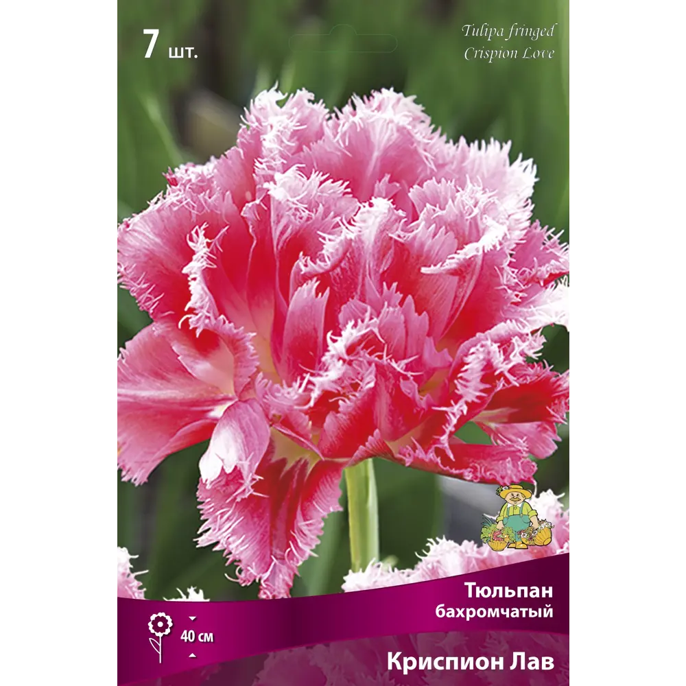 Тюльпан Криспион Лав бахромчатый ПОИСК - розовые махровые цветы 89381287 STLM-1577335