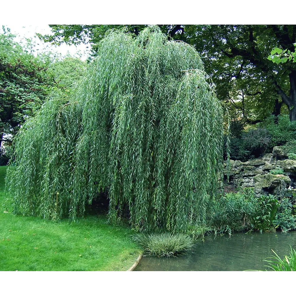 Ива пурпурная Пендула ø19 h40 см PLANTMARKET STLM-2006382