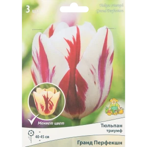 Тюльпан Гранд Перфекшн ПОИСК - луковицы для изысканного сада 85205529