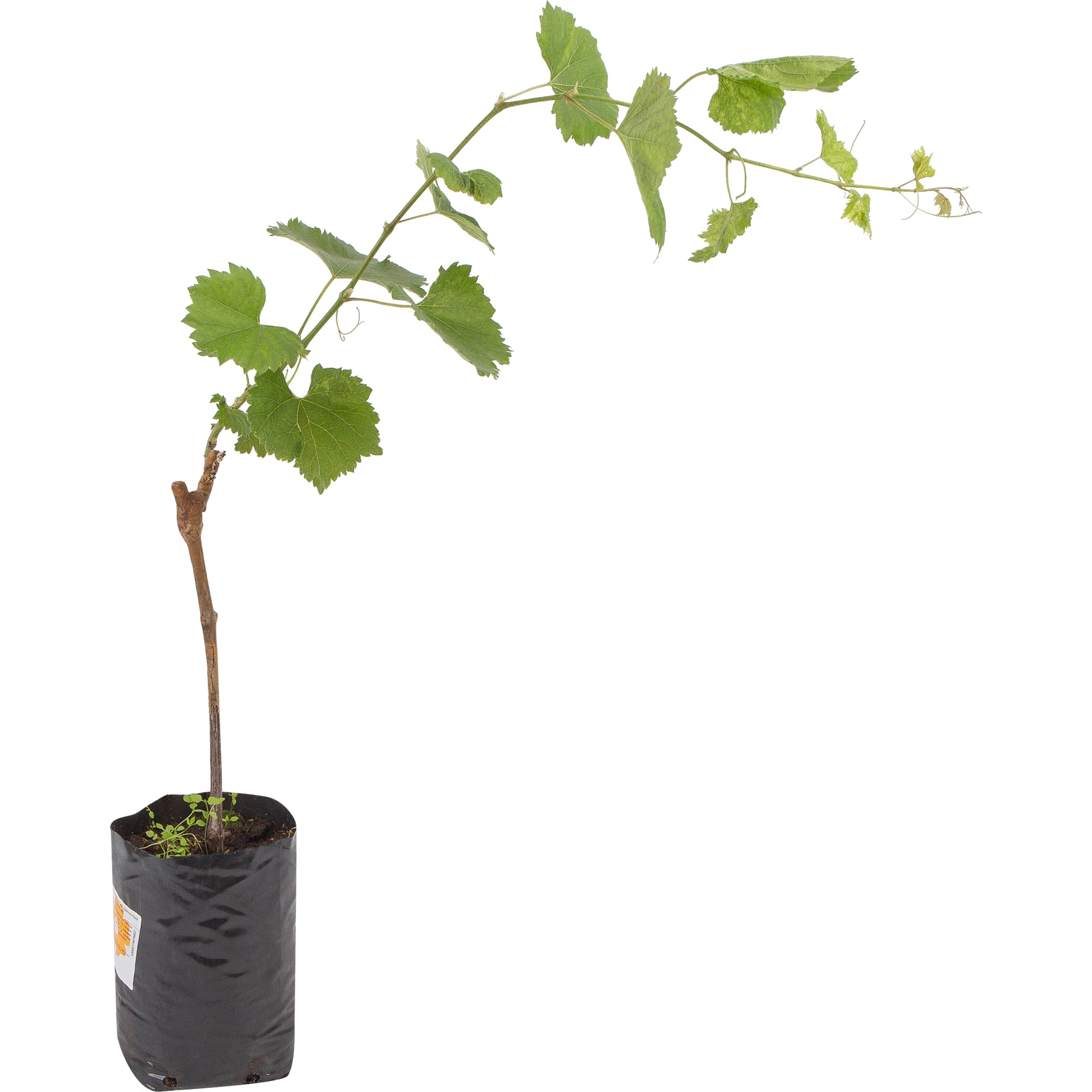 82601695 Виноград культурный «Цветочный» 1.5-2 л высота 40 см Santreyd 