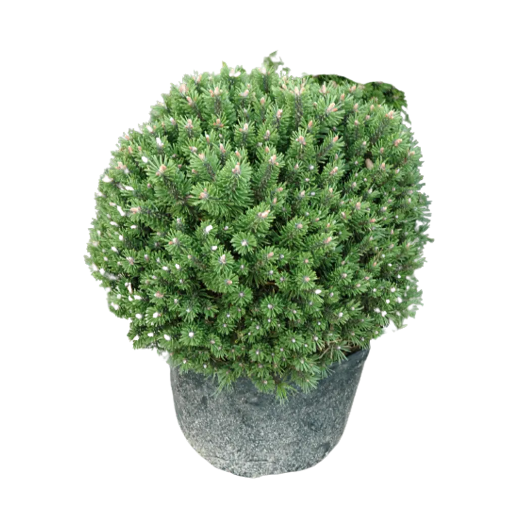 Сосна горная Бенджамин ø15 h40 см PLANTMARKET STLM-2135481