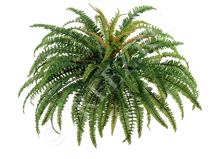 20.1317N Папоротник лесной Цветочная коллекция 