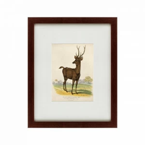 Литография на тонированной бумаге 42х52 см A Rusa deer, 1830 КАРТИНЫ В КВАРТИРУ  135648 Бежевый;белый;коричневый;разноцветный