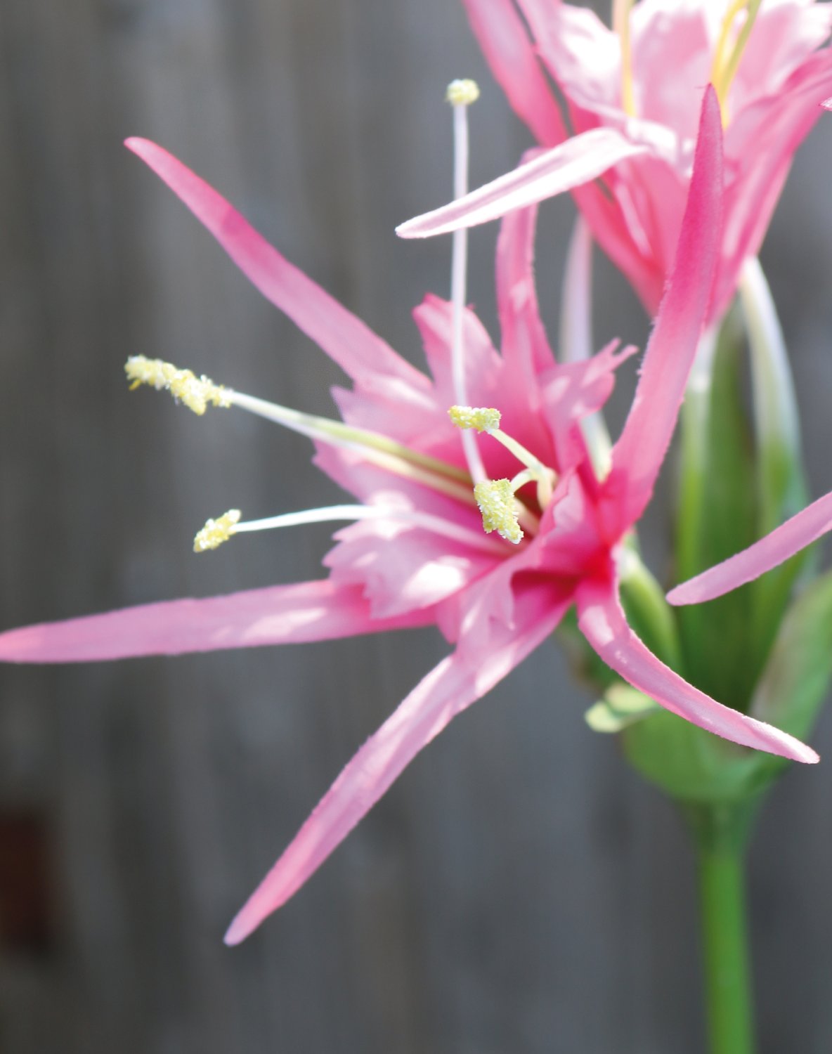 3379 510 a3 Искусственная лилия паука, 78 см, розовая H-andreas  - Вид №1