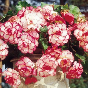 Бегония «marg. White/Red», 4х5 см 13487735 STLM-2171440
