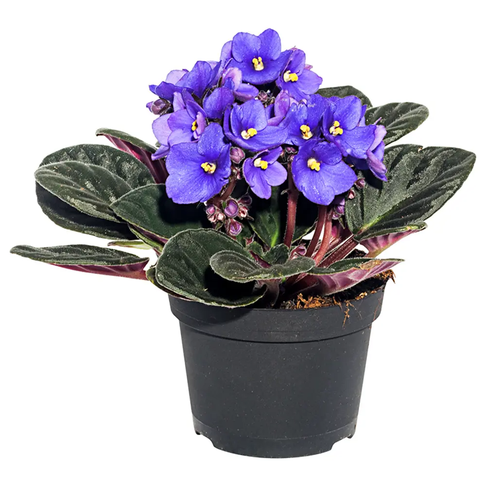Santreyd Сенполия Инова Спектра - цветущая фиалка для интерьера 15163312 STLM-0005548