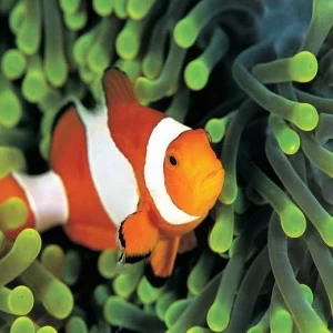 WP00961 Фотообои Verol Фотообои decoline 1х1 м