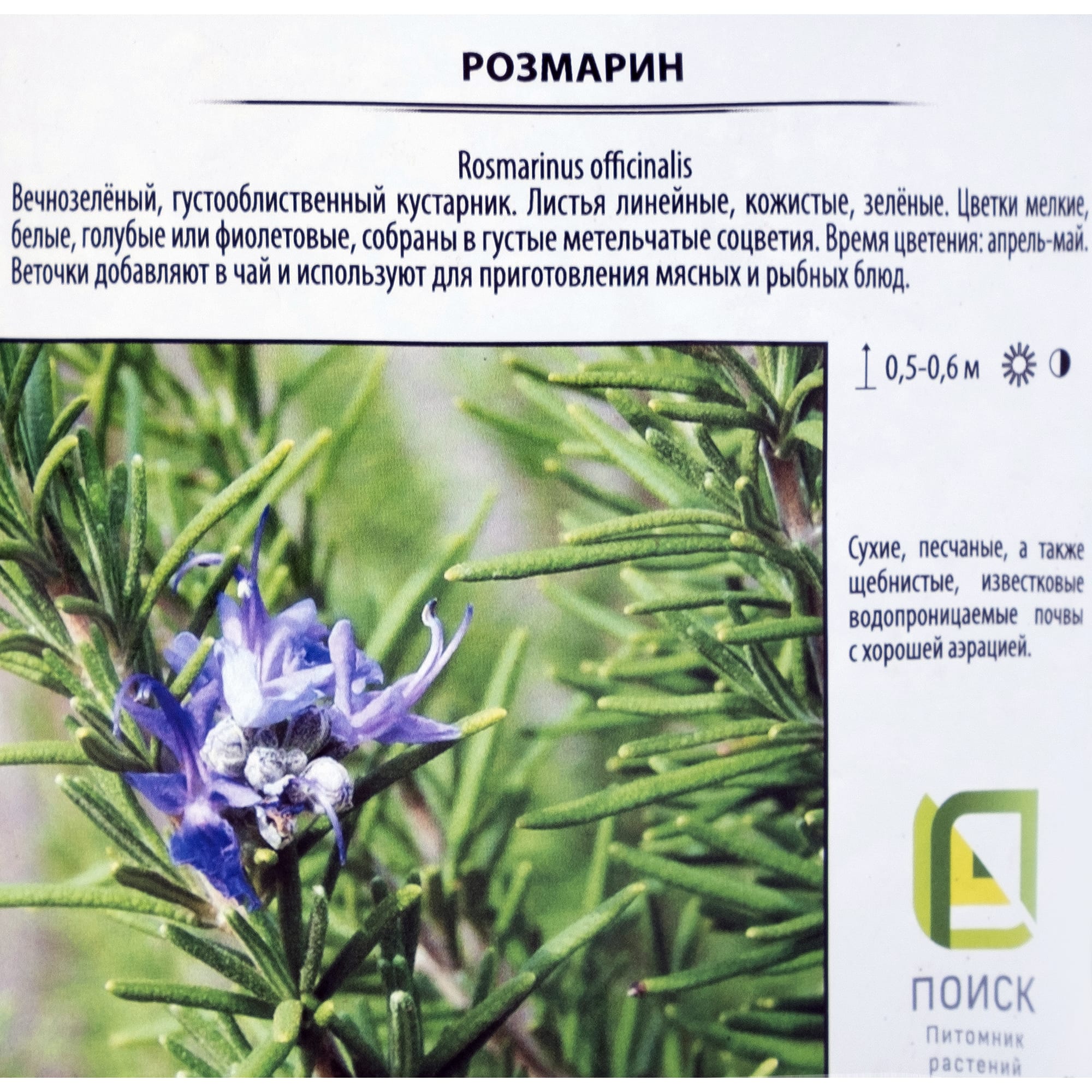 82219526 Розмарин лекарственный «Простратус» 1.5 л h15 см Santreyd  - Вид №1