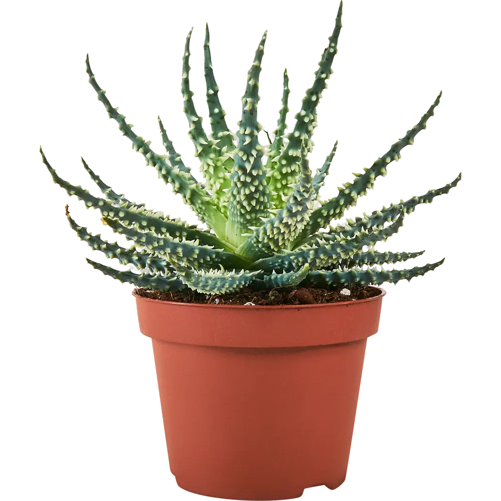 Santreyd Алоэ Мара — суккулент для современного интерьера 87819705 STLM-0075893 - Вид №2