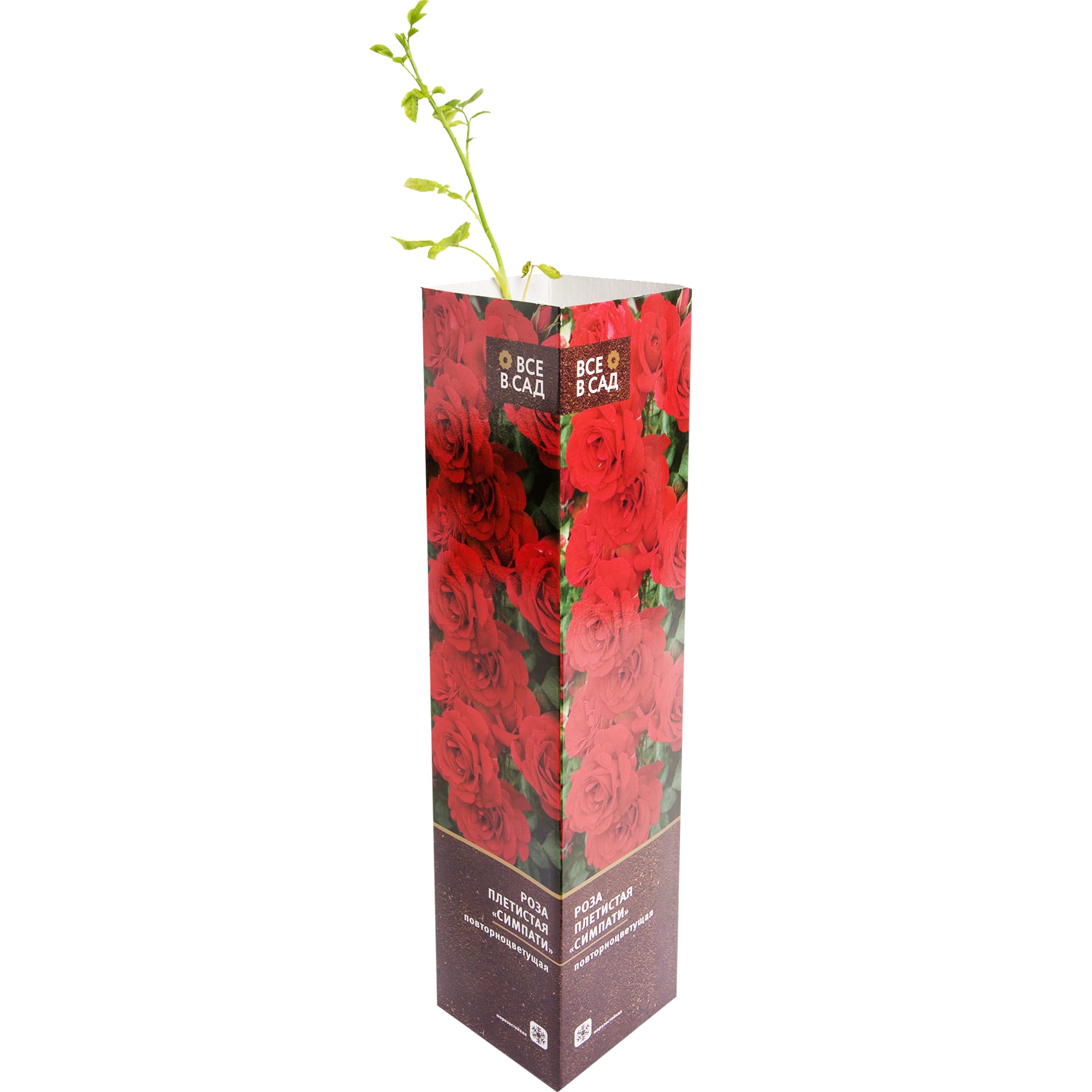 82142853 Роза плетистая «Симпати» в тубе Santreyd 