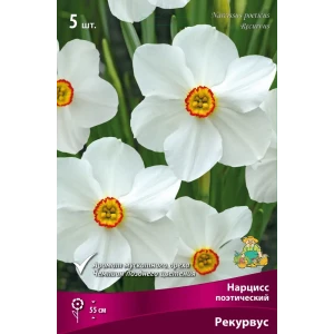 Нарцисс поэтический Рекурвус 12/14, 5 шт.