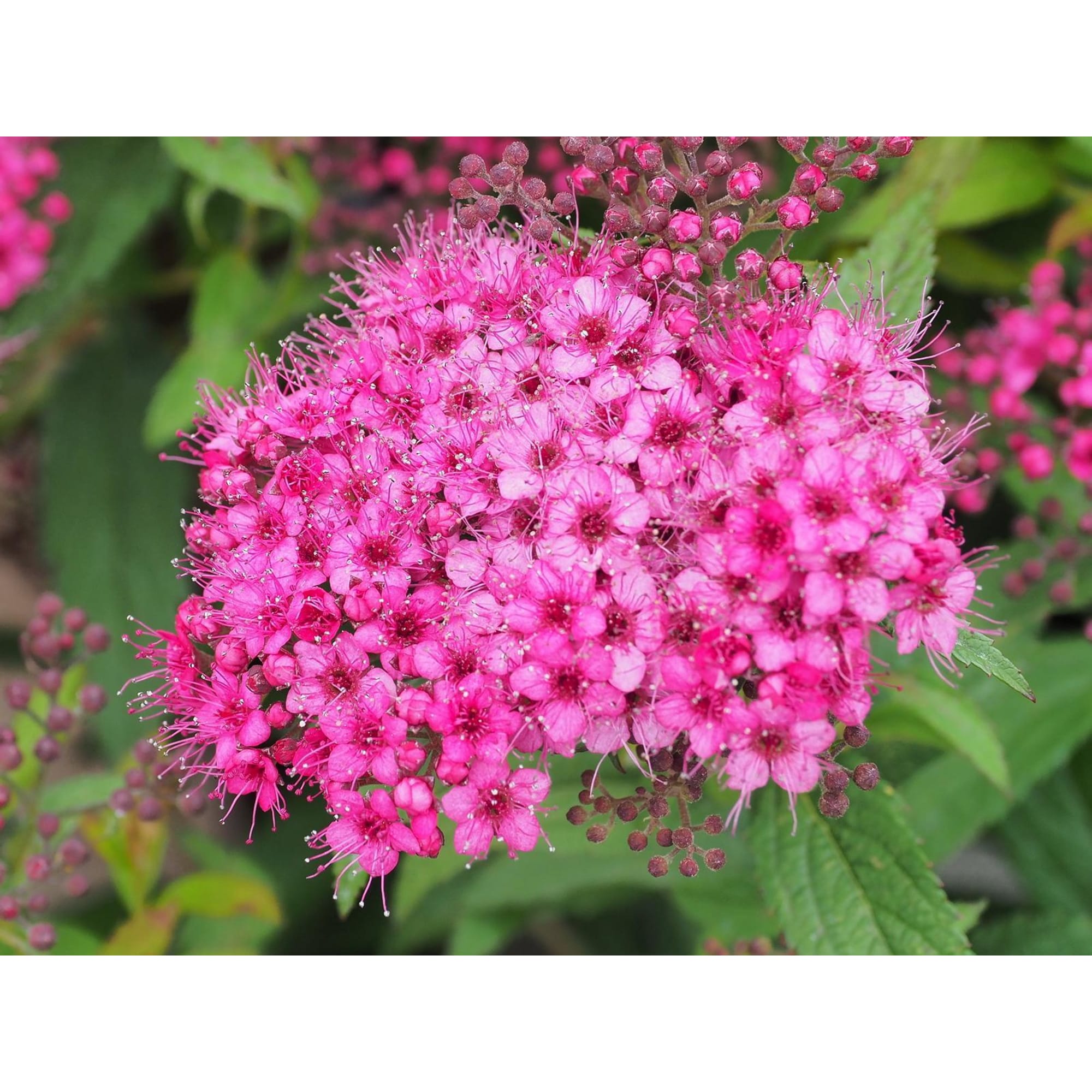 85325006 Спирея японская Энтони Ватерер ø17 h30 см Santreyd  - Вид №2