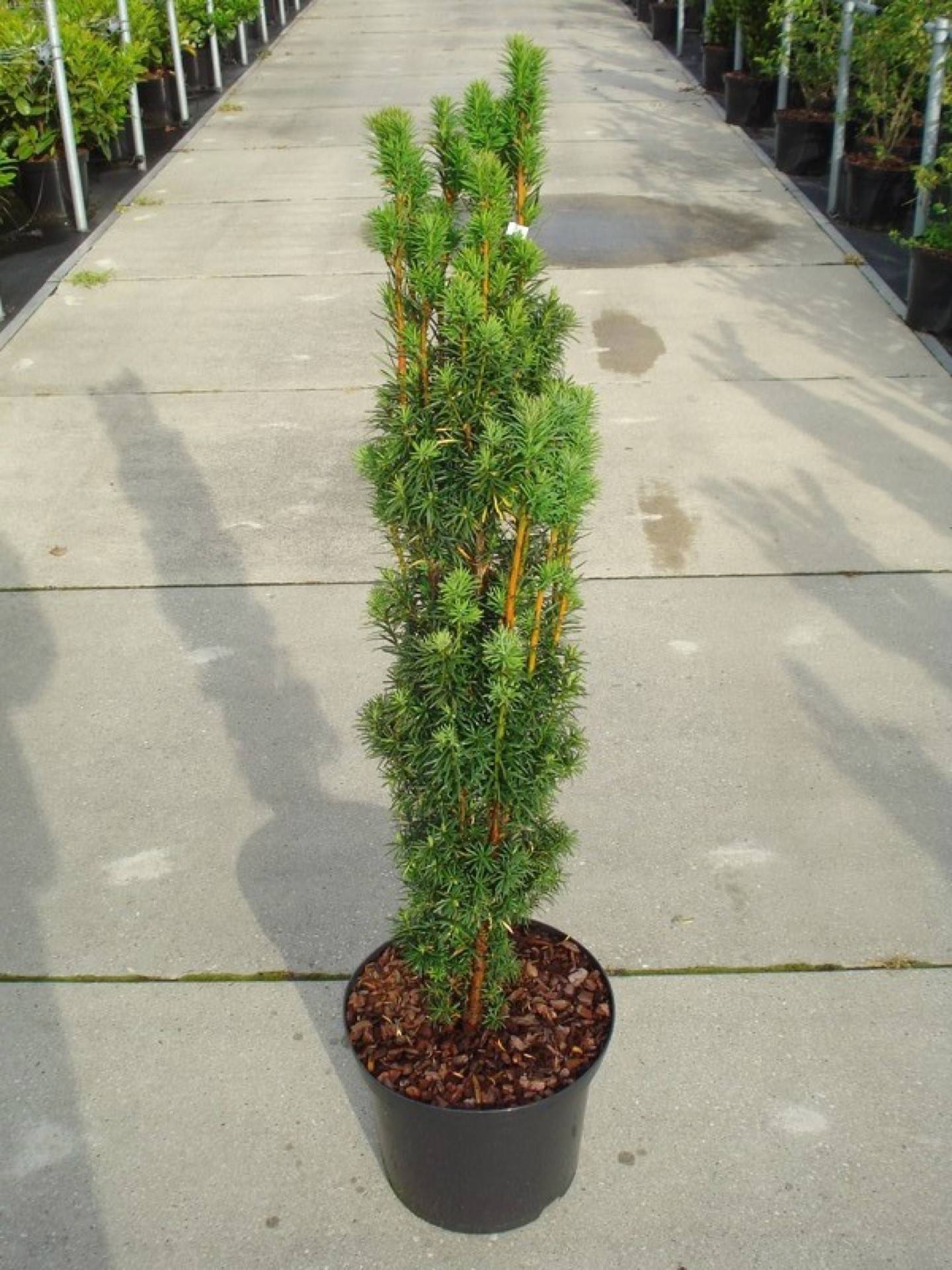 Тис Фастигиата Робуста Santreyd - колоновидный саженец для ландшафтного дизайна 87718708 STLM-0075341