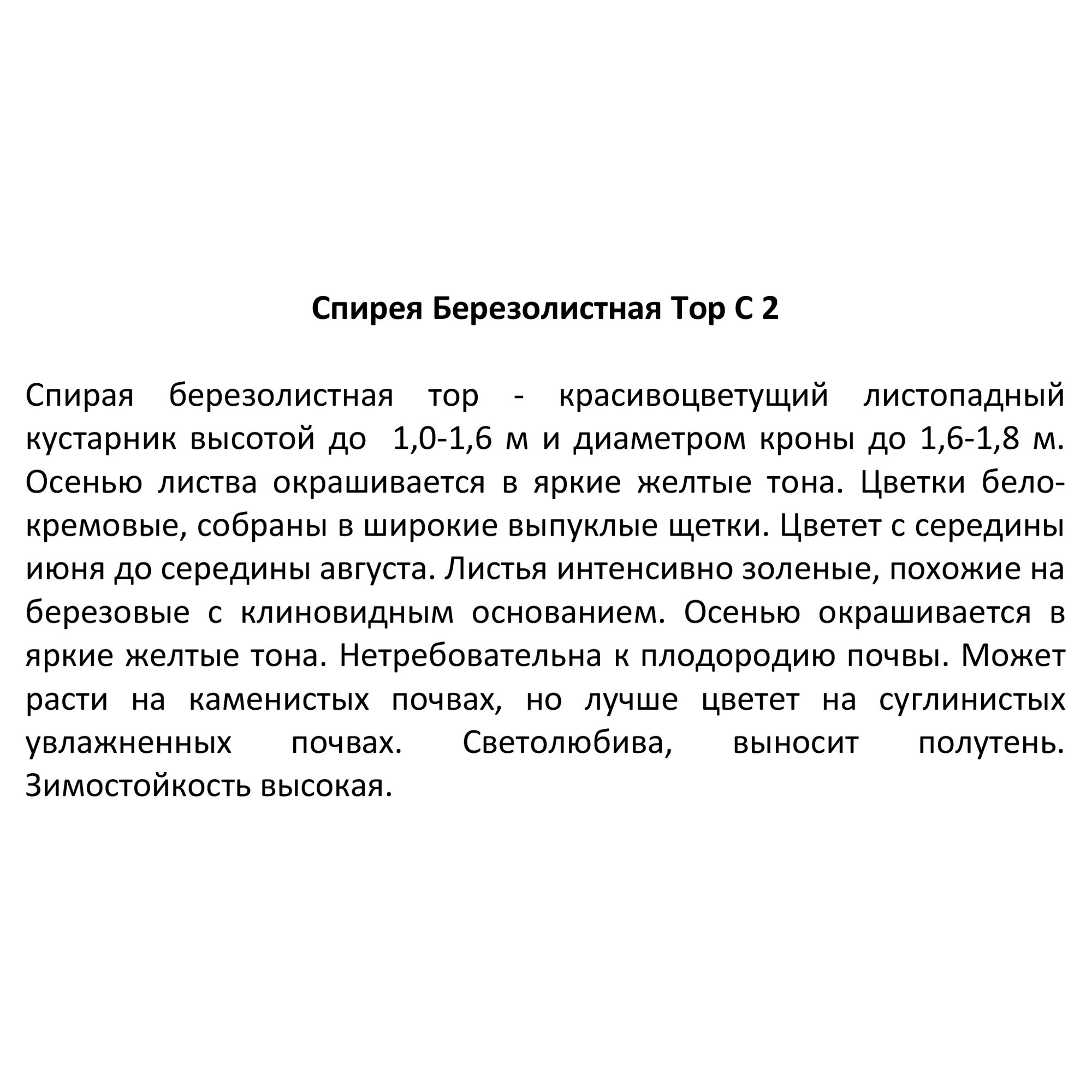 Саженец Спирея березолистная - многолетний цветущий кустарник 84815590 Santreyd STLM-0055572 - Вид №2