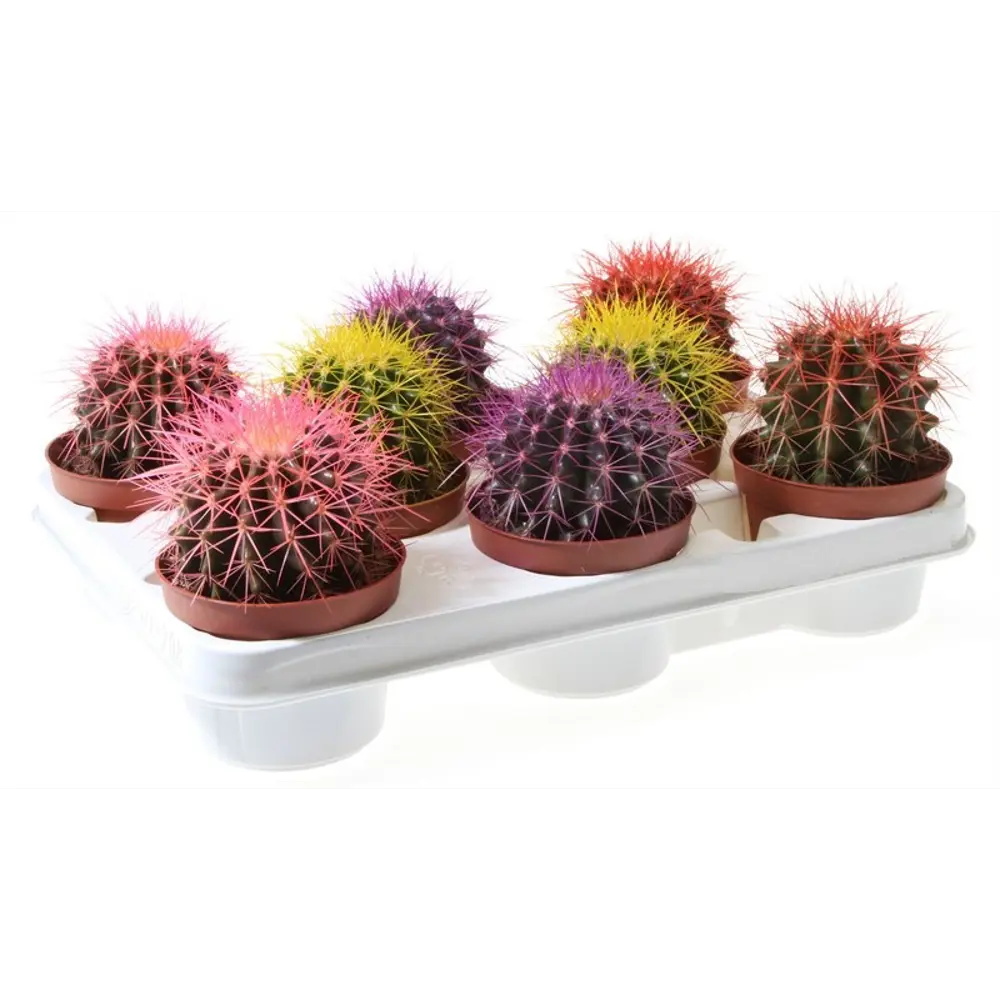 Santreyd Эхинокактус Грузона Радуга - живой суккулент для интерьера 87819695 STLM-1541621 - Вид №1