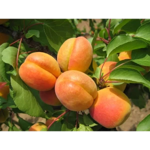 Абрикос Алешенька пакет