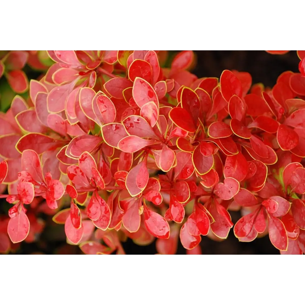 Барбарис Тунберга Коралл Santreyd - карликовый кустарник с оранжево-красной листвой 85325449 STLM-0061593