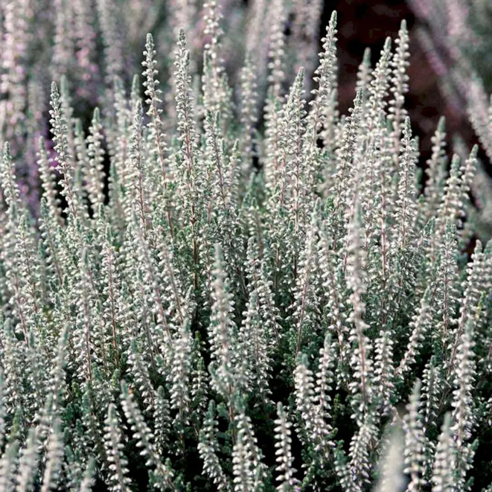 Каллуна обыкновенная Коко - декоративный кустарник для альпинария 89437952 Santreyd STLM-1584479